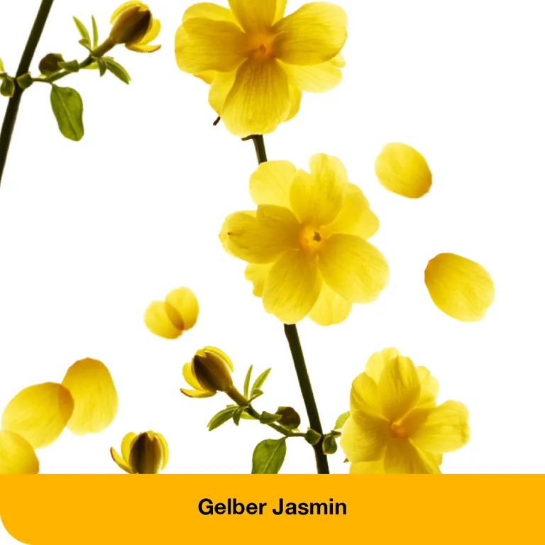 shopapotheke dystoLoges® Tabletten Letzter Tag