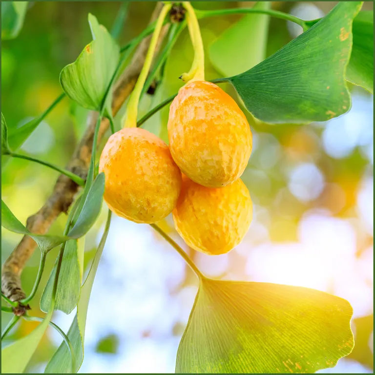 shopapotheke Fermentura® Ginkgo Duo Neueste Mode