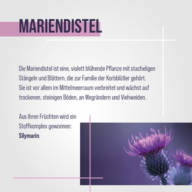 shopapotheke Sanct Bernhard Mariendistel-Kapseln Riesige Ersparnisse