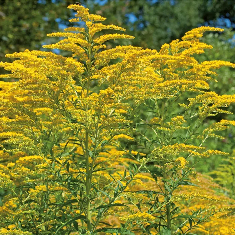 shopapotheke SOLIDAGO HEVERT® COMPLEX Tropfen Verkauf