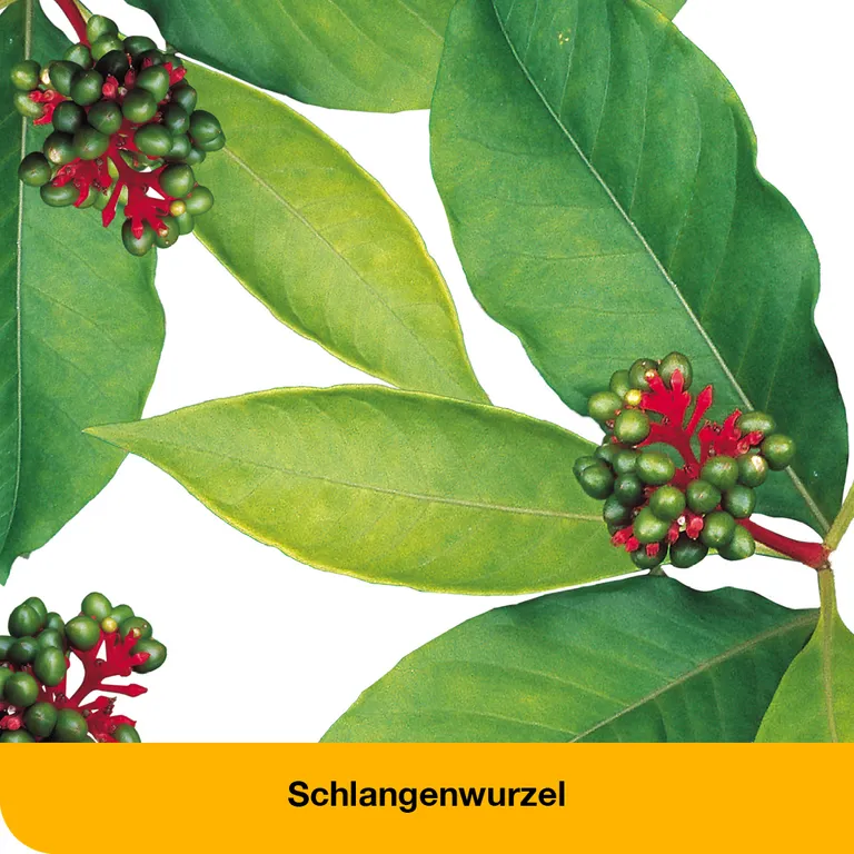 shopapotheke dystoLoges® Tropfen Günstiger Verkauf